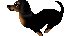 ani_inu50