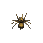 N̑