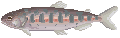 }