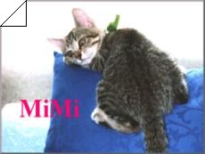 mimi