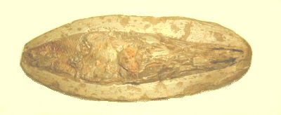 ΋fish1